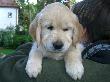 23.05.2006 Bentley
